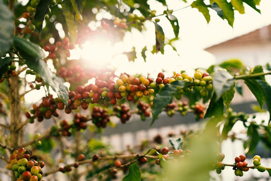 Brewing a Sustainable Future: How SipSation Coffee Co. is Leading the Way